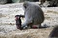 2010-08-24 (658) Aanranding en mishandeling gebeurd ook in de apenwereld
